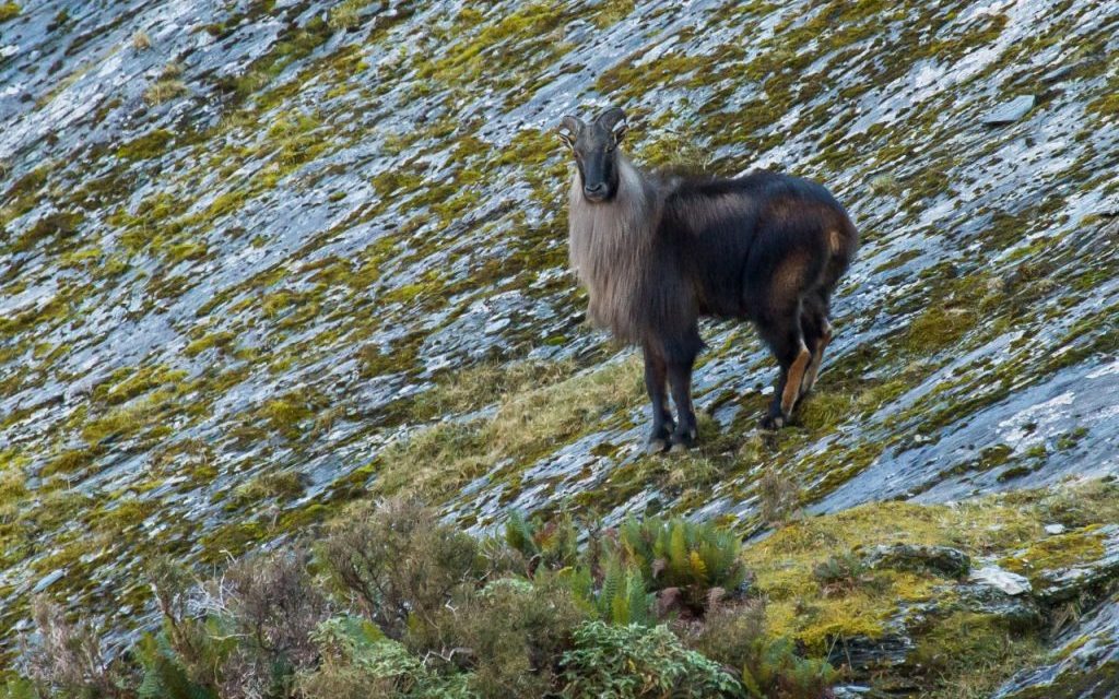 Tahr control labelled a ‘total failure’ and could cost millions